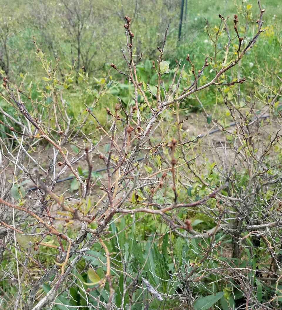 Blighted bud tissue of blueberries